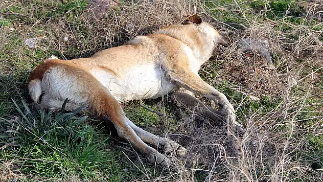 Konya'da köpek katliamı