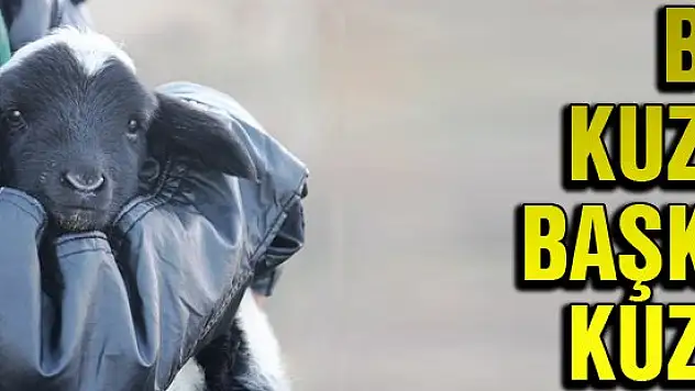 Bunlar da kış kuzuları