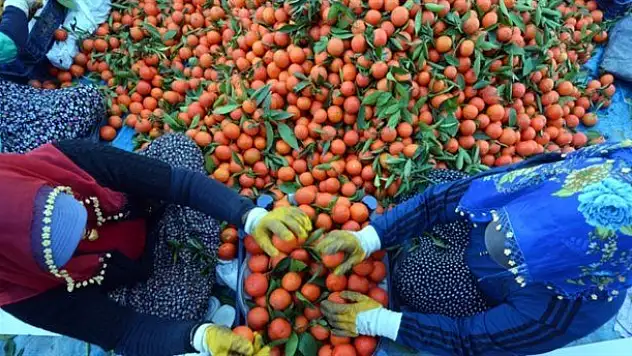 Fiyatı 20 kuruşa düştü