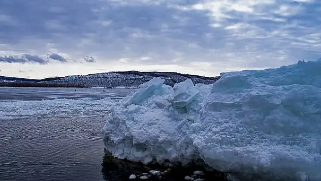 Sibirya'da Buzul Çağı'ndan kalma kuşun kalıntısı bulundu