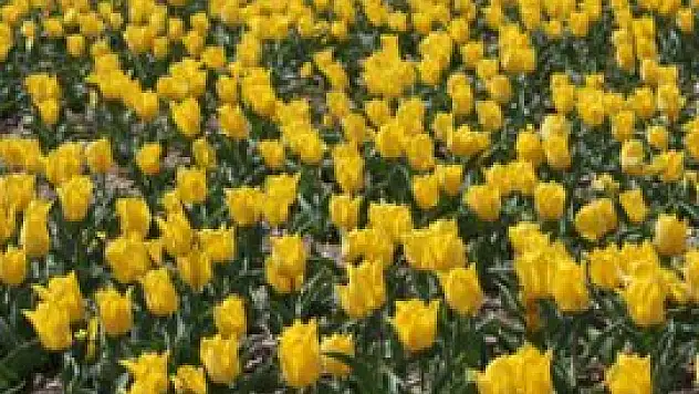 Karatay'da bahar Lale ve Sümbüllerle daha güzel