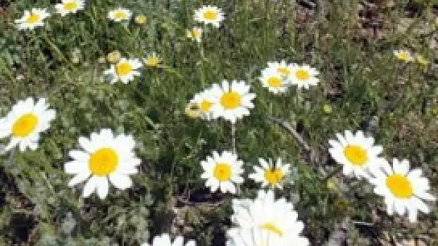 Anamas'a bahar geldi