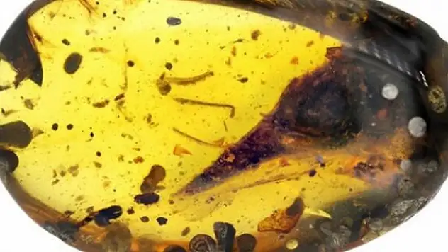 99 milyon yıllık kehribar içinde dinozor fosili