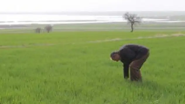 Beyşehir Gölü kıyısındaki ürünler zarar gördü