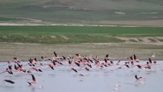 Düden Gölü'nün 'misafirleri' gelmeye başladı