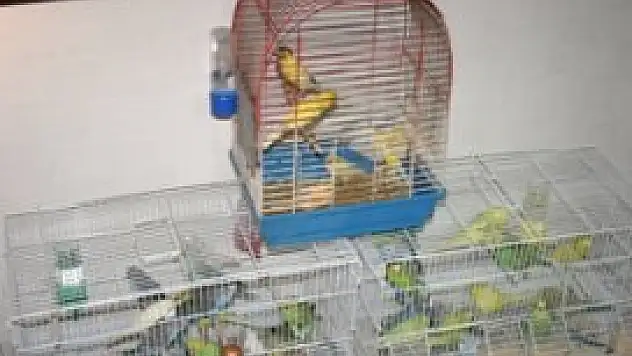 Kuşların bir kısmı bulundu, 2 kişi de gözaltına alındı