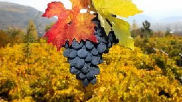 Yaş üzüm zam şampiyonu