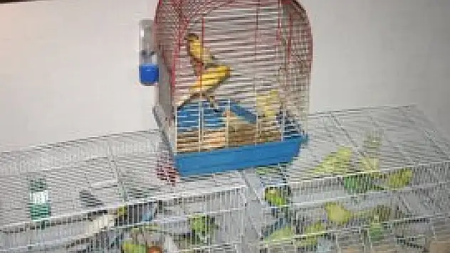 Kuş hırsızları tutuklandı