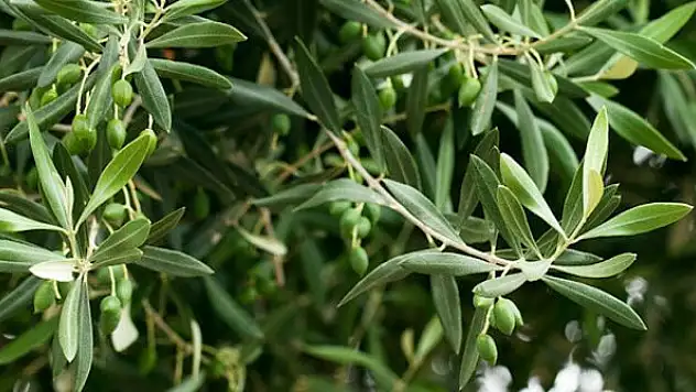 Zeytin yaprağı çayı, virüse karşı vücudu koruyor