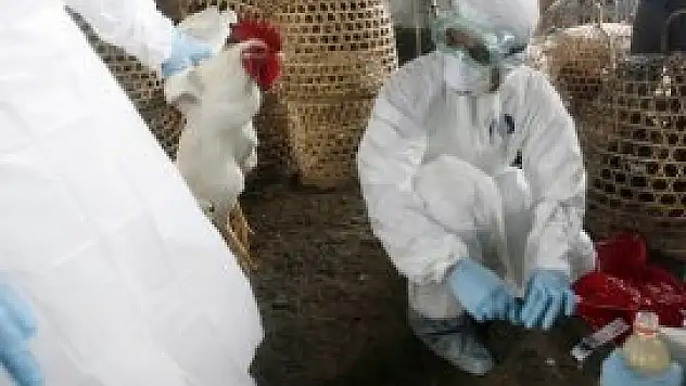 Çin'de kuş gribinden ölenlerin sayısı artıyor