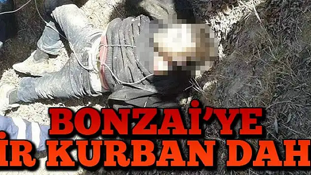 Bonzai'ye bir kurban daha