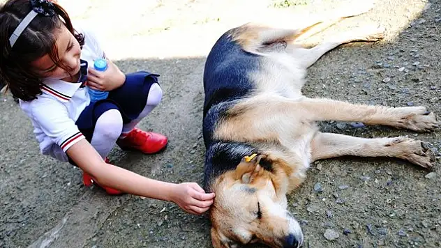 Konya'da sokak hayvanları unutulmuyor