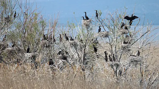 Kuş varlığı kitaplaştırılıyor