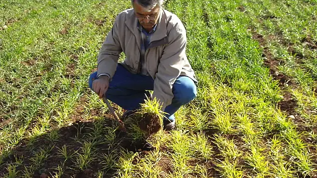 Tarım kenti tarım sigortasında son sırada