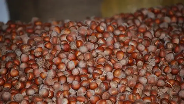 Ailesini uyutup 600 kilo fındığı çaldı