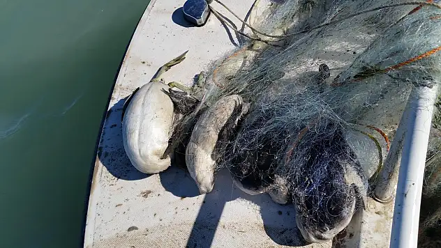 Yasak ağlardan telef olmuş kuşlar çıktı