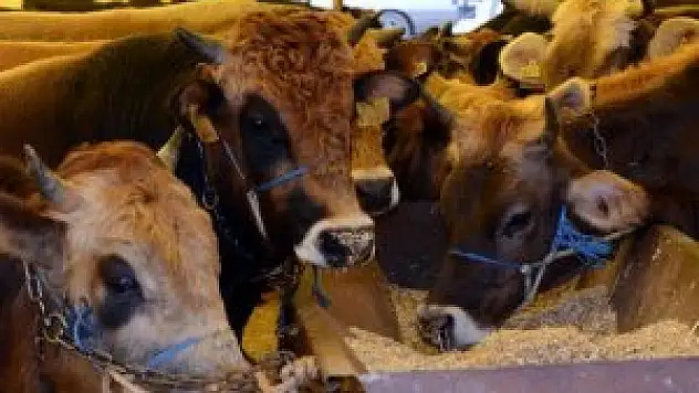 Canlı hayvan ihracatı 2 katına çıktı