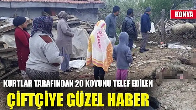 Kurtlar tarafından 20 koyunu telef edilen çiftçiye güzel haber