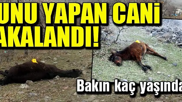 Yılkı atlarını tüfekle vuran kişi yakalandı!