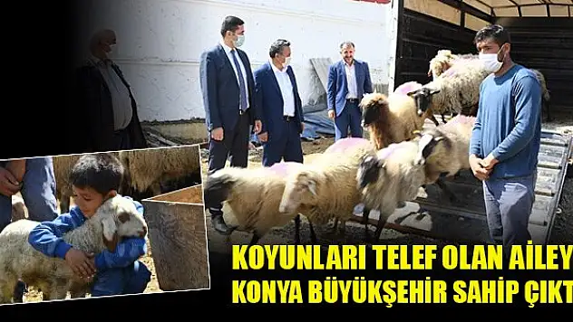 Koyunları telef olan aileye Konya Büyükşehir sahip çıktı