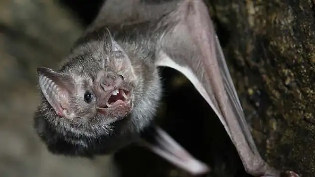 Virüs taşıyan yarasaların neden hastalanmadığı açıklandı