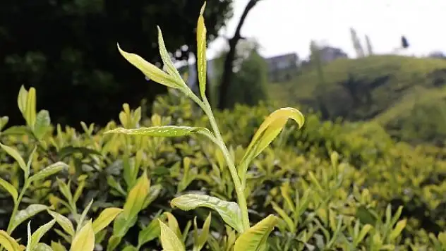 ÇAYKUR'da üçüncü sürgün kotası belirlendi