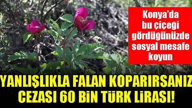 Konya'da bu çiçeği görürseniz aranıza sosyal mesafe koyun! Koparmanın cezası 60 Bin TL!