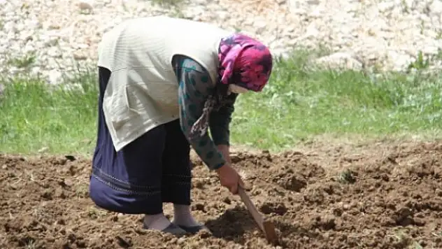 Gembos Ovası'nda bayram mesaisi