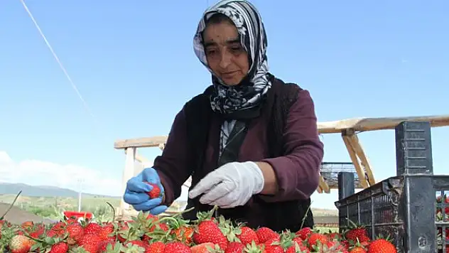 Çilek üretiminde tarımsal işçilikten patronluğa