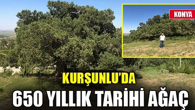 Kurşunlu'da 650 yıllık tarihi ağaç