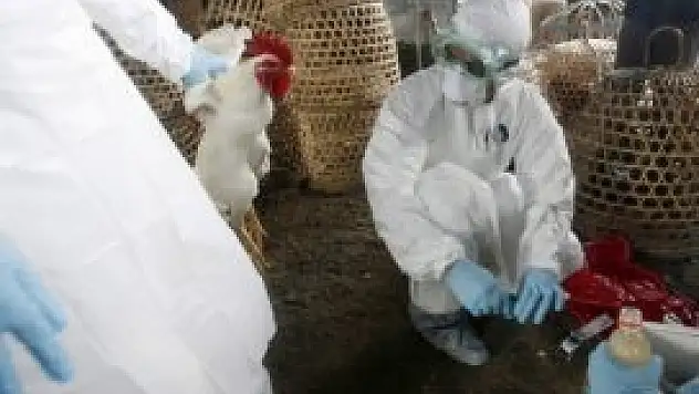 Çin'de kuş gribinden ölenlerin sayısı artıyor