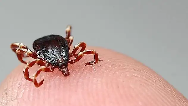 Kene tutunmasında 'sigara basıp kolonya dökmeyin' uyarısı