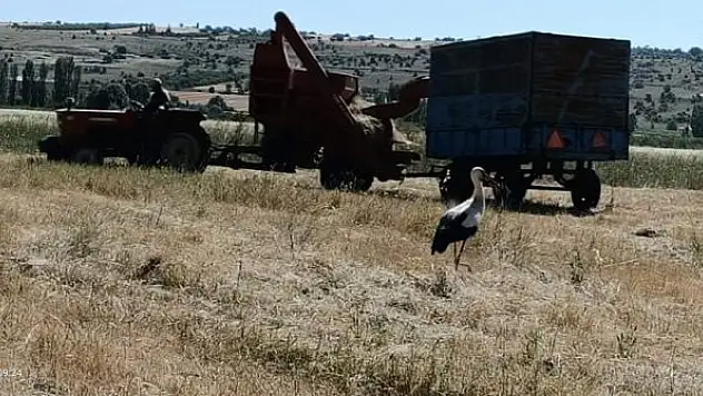 Çiftçi için hasat, leylek için av zamanı