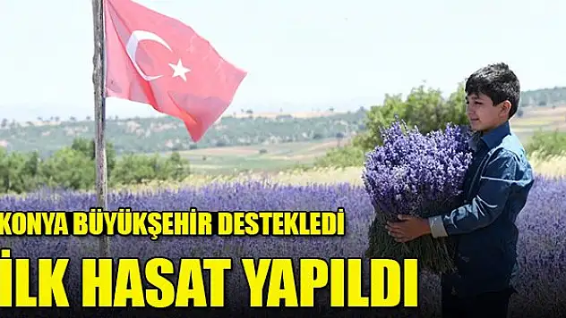 Konya Büyükşehir Belediyesi'nin desteğiyle ekilen lavantanın ilk hasadı yapıldı