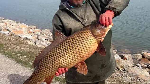 Baraj gölünde 11 kilo ağırlığında sazan yakaladı