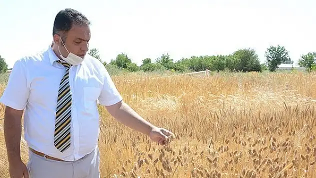 Selçuk Üniversitesi'nden yerli tohumda dev adım