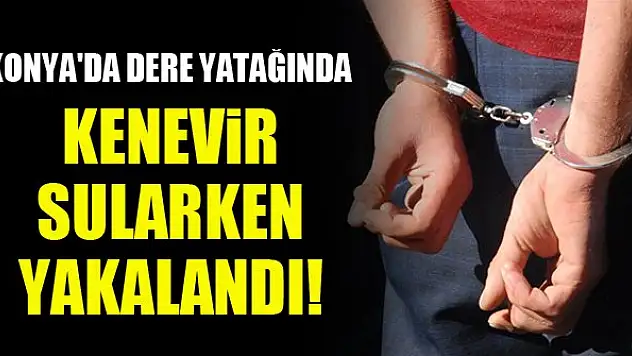 Konya'da dere yatağında kenevir sularken yakalandı!