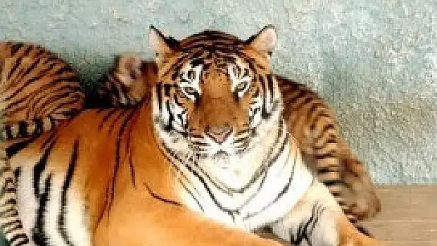 Dördüz Bengal kaplanlarına '23 Nisan' ilgisi