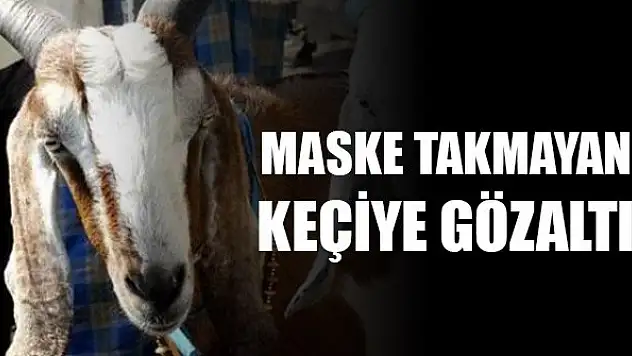 Hindistan'da ilginç olay: Polis maske takmayan keçiyi gözaltına aldı