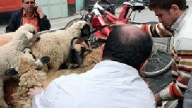 Çaldıkları koyunları satamadan yakalandılar