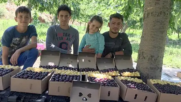 Kiraz sezonunda sona gelindi