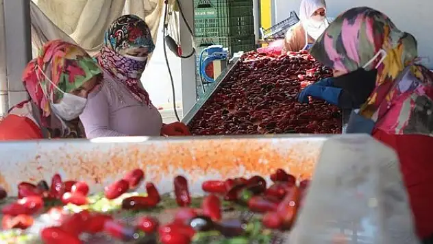 Hollandalılar Kulaca salçasından vazgeçmiyor