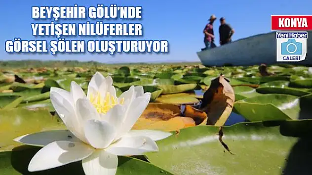 Beyşehir Gölü'nde yetişen nilüferler görsel şölen oluşturuyor