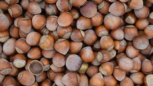 Türkiye'nin fındık ihracatında başı AB çekiyor