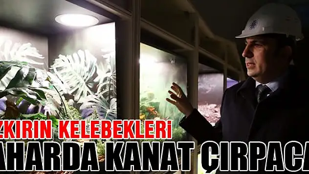 'Bozkırın kelebekleri' baharda kanat çırpacak