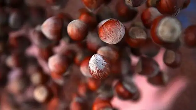 Fındık ihracatında miktar bazında rekor