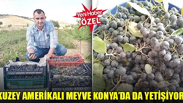 Kuzey Amerikalı meyve Konya'da da yetişiyor
