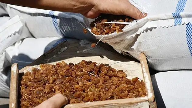 Pakdemirli: Bu yıl kuru üzüm fiyatını 12,5 liranın altına düşürmeyeceğiz