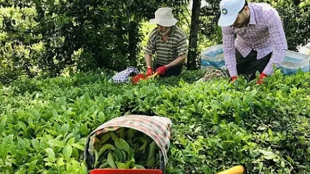 8 ayda 10,77 milyon dolarlık çay ihracatı