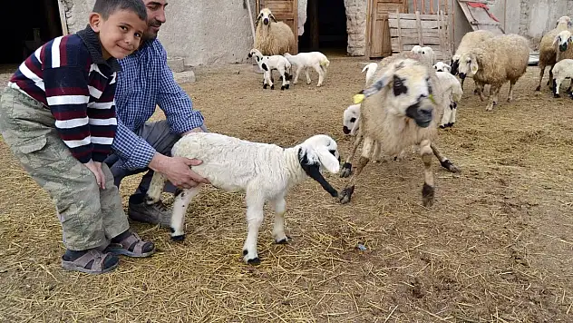 Beş ayaklı kuzu görenleri şaşırttı